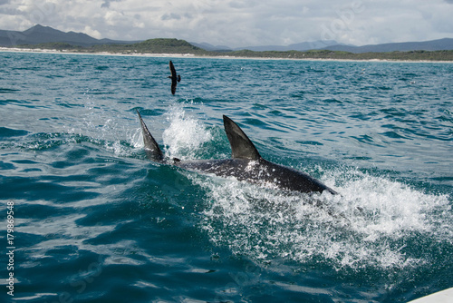 A great white shark splashing around on the waters surface, Gansbaai, South Africa