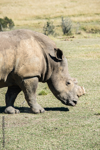 A white rhino grazing in a game reserve in South Africa
