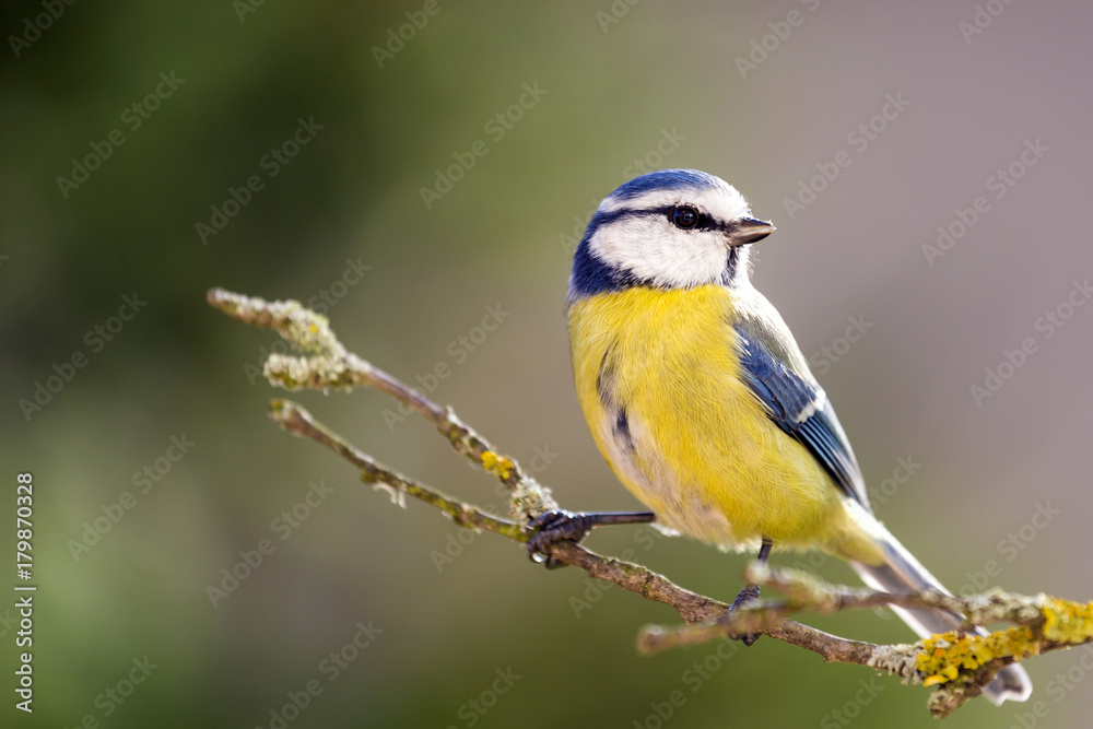 Obraz premium Blue tit in the Autumn Forest.