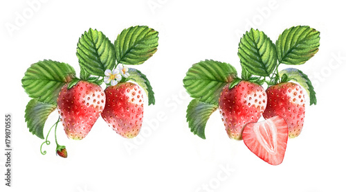 Watercolor illustrations with different berries isolated on the white background: strawberries, flowers and leaves