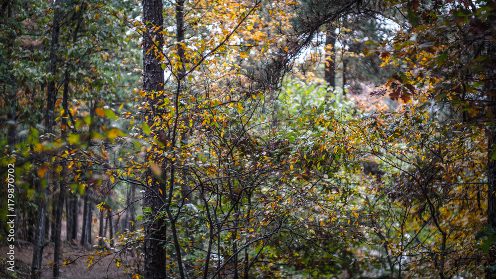 Fototapeta premium Autumn Trees on Hiking Trail