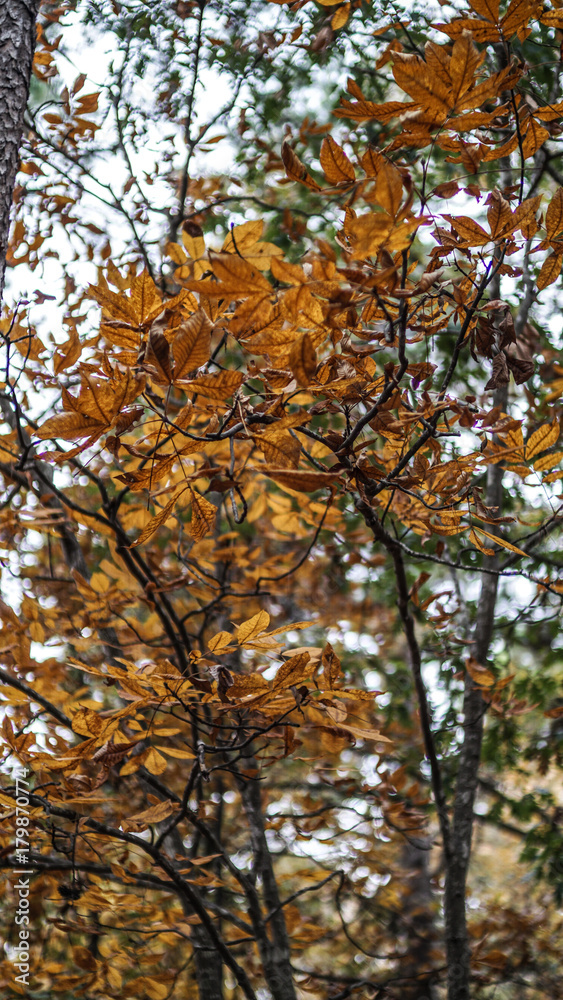 Yellow Autumn Leaves on Hiking Trail Yellow Autumn Leaves on Hiking Trail