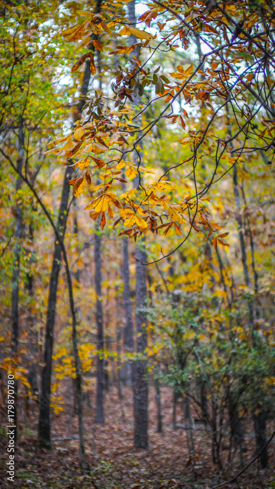 Yellow Autumn Leaves on Hiking Trail