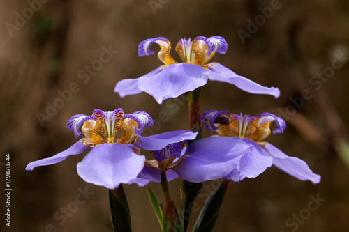 Fototapeta Naklejka Na Ścianę i Meble -  Iris flowers - blue