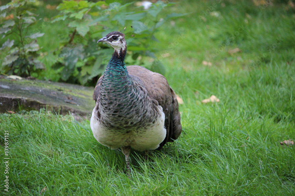 Pfau Pfau