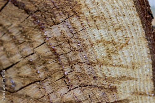 Wood texture of cut tree trunk