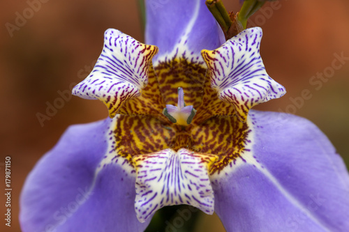 Fototapeta Naklejka Na Ścianę i Meble -  Iris flower details - blue