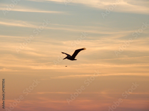 Silhouette of pelican in flight with sunset background