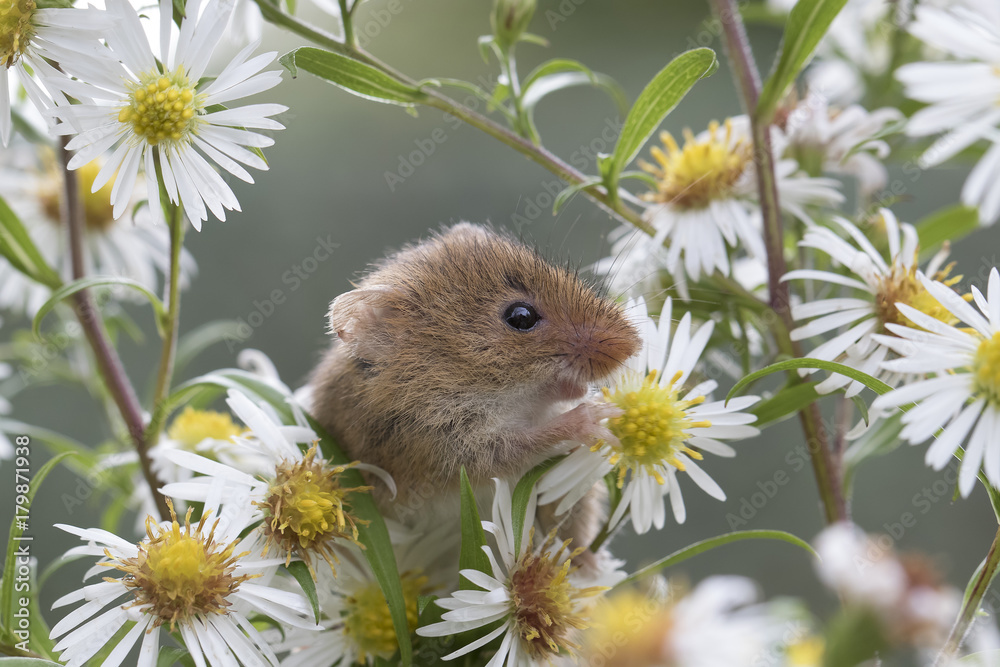 Fototapeta premium harvest mouse, mice close up portrait with blurred background on thistle, corn, berry and sloes