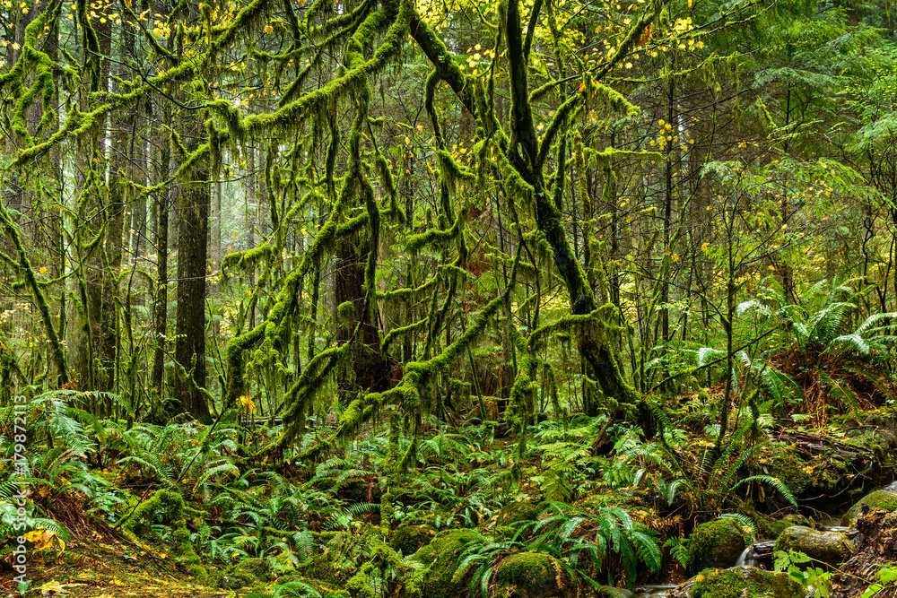 Mossy tree in rainforest in Lynn Canyon Park, Vancouver, British Columbia, Canada Mossy tree in rainforest in Lynn Canyon Park, Vancouver, British Columbia, Canada