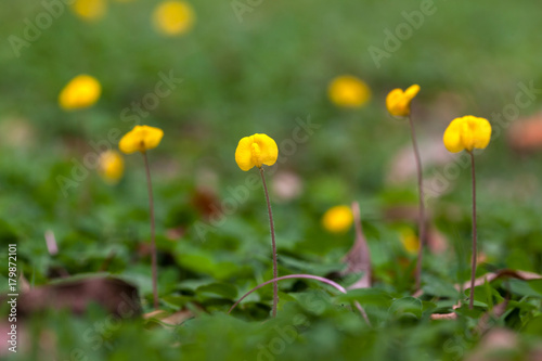 Arachis repens flower with blur background