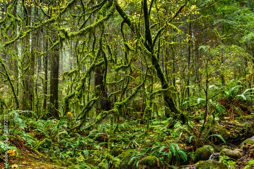 Mossy tree in rainforest in Lynn Canyon Park, Vancouver, British Columbia, Canada