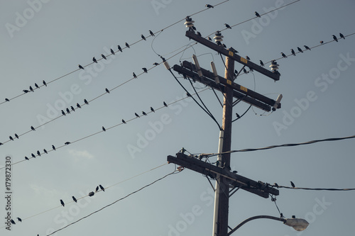 Birds on a wire
