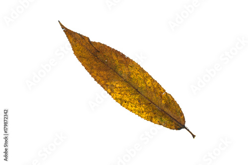 Blatt einer Weide in gelber Herbstfärbung