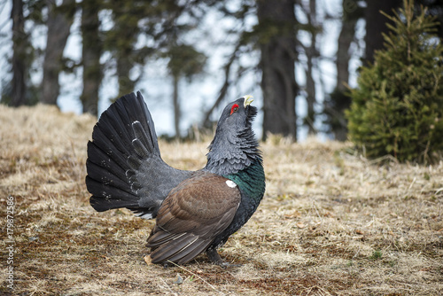 The western capercaillie
