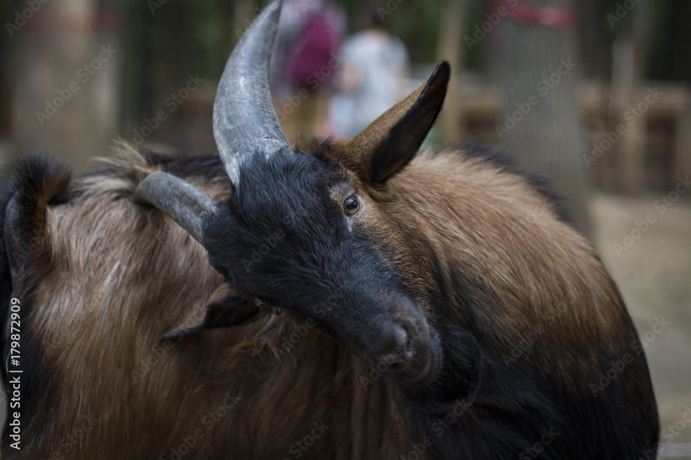 Goat. Playful goat. Brown-black goat Goat. Playful goat. Brown-black goat