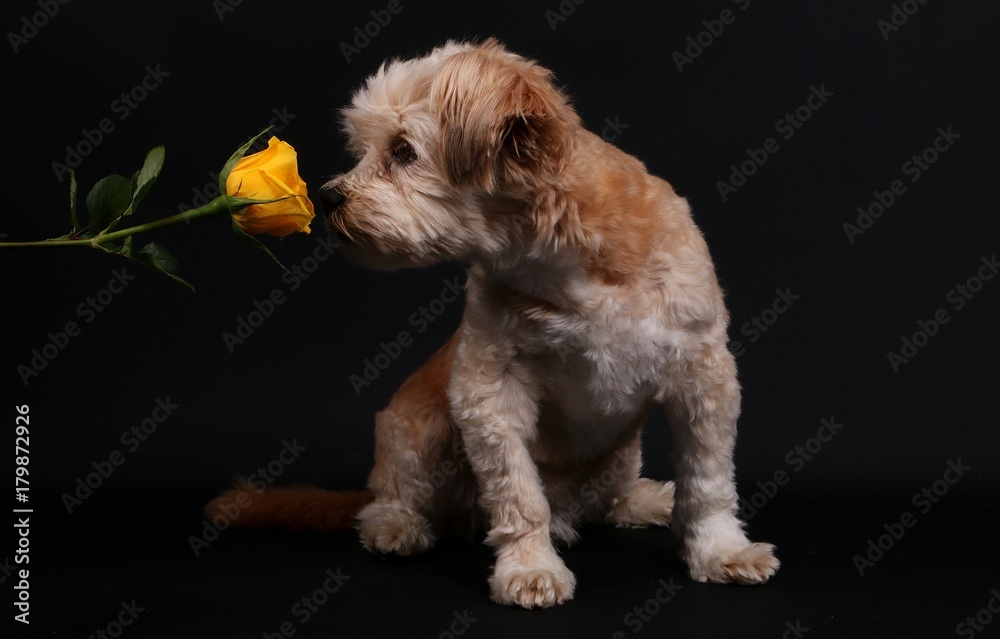 kleiner brauner Mischling sitzt im Studio und schnüffelt an einer farbigen Rose kleiner brauner Mischling sitzt im Studio und schnüffelt an einer farbigen Rose