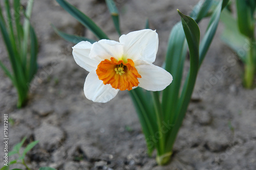 Narcissus flower blossoms on the garden bed