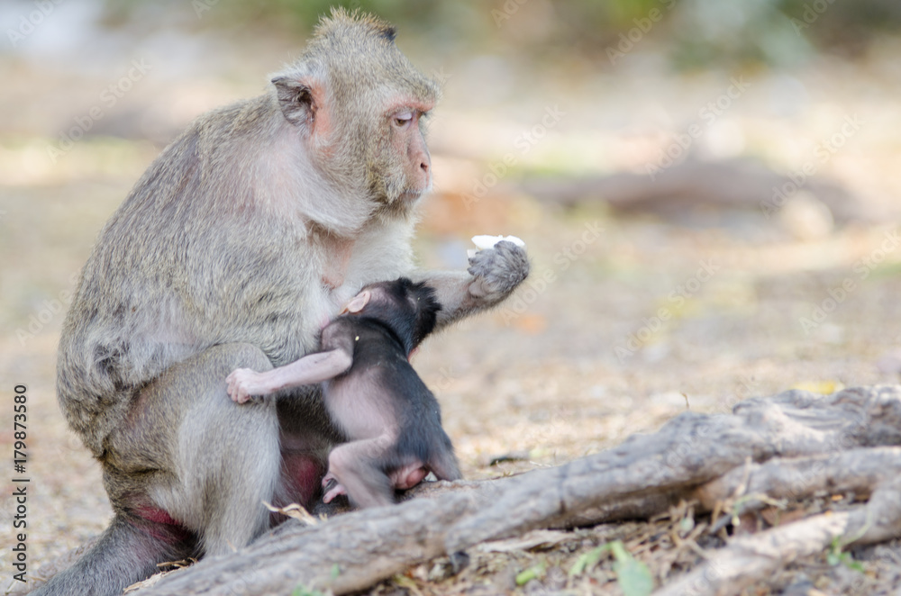 Monkey eating eggs