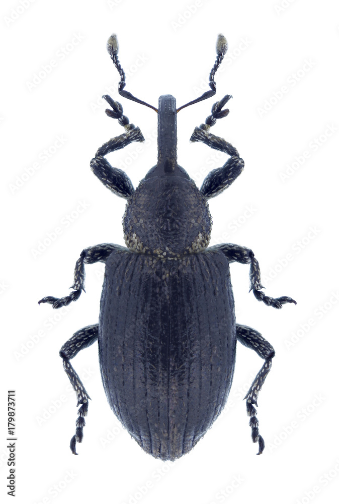 Beetle Smicronyx jungermanniae on a white background Beetle Smicronyx jungermanniae on a white background
