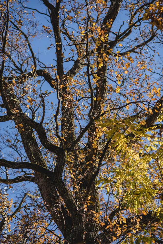 Obraz premium herbstlicher Baum mit ein paar orangen Blättern vor tiefblauem Himmel, Hochformat