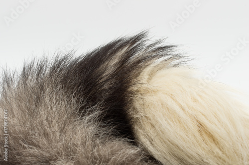 Closeup of edge of silver fox tail