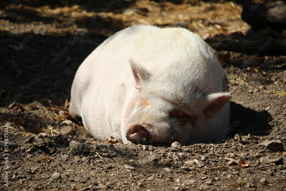 schlafendes Schwein