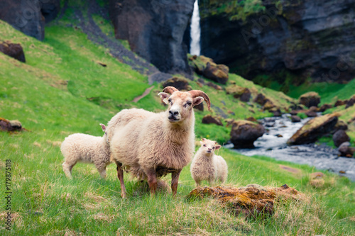 Goat with two babies on a green lawn. photo