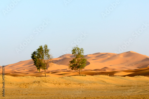 Two trees in Merzouga sand dunes, Morocco