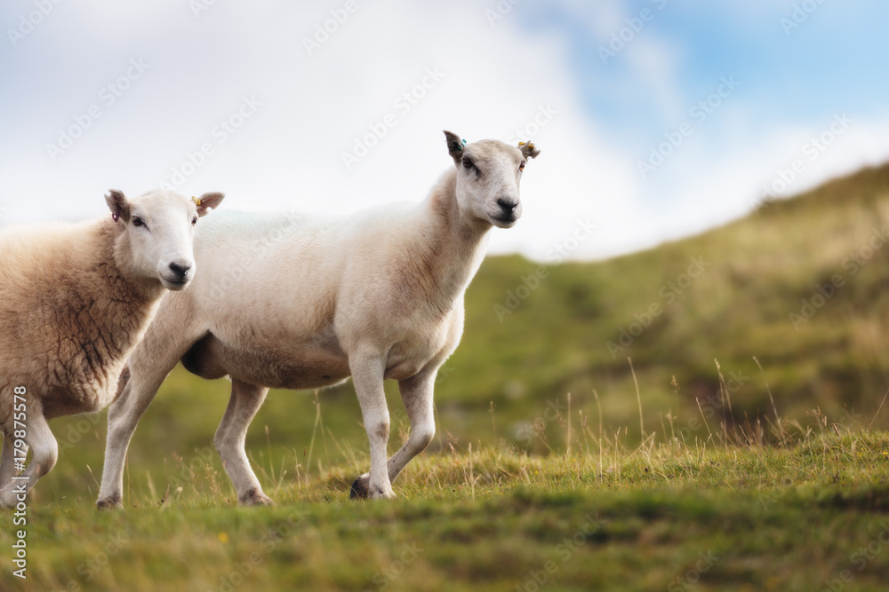 National Park in Wales in Summer in the Hills of the Countryside
