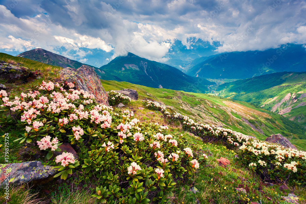 Blooming white rhododendron flowers in the Caucasus mountains in June.