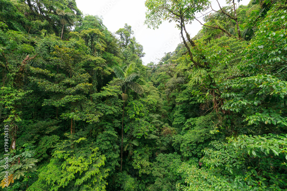 Lush rainforest canopy view at La Fortuna Costa Rica Lush rainforest canopy view at La Fortuna Costa Rica