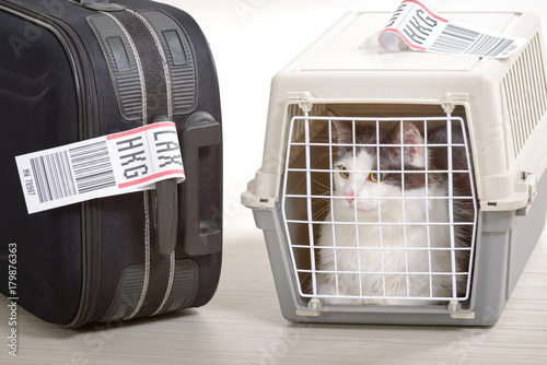 Cat in the airline cargo pet carrier