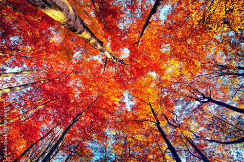 Bottom view of the tops of trees in the autumn forest.