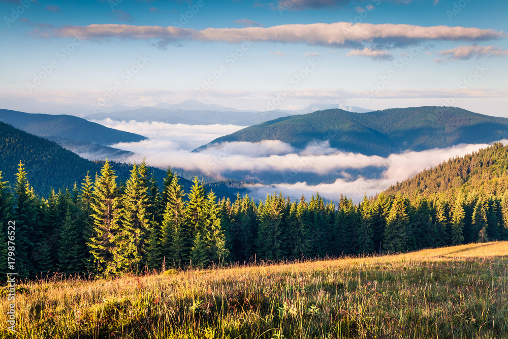 Bright summer morning in the Carpathian mountains