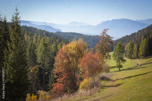 Tilt shift effect of autumnal foliage in the Renon/Ritten forest, South Tyrol/Alto Adige, Italy