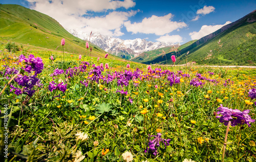 Colorful summer view on the bloobing flowers in Caucasus mountains