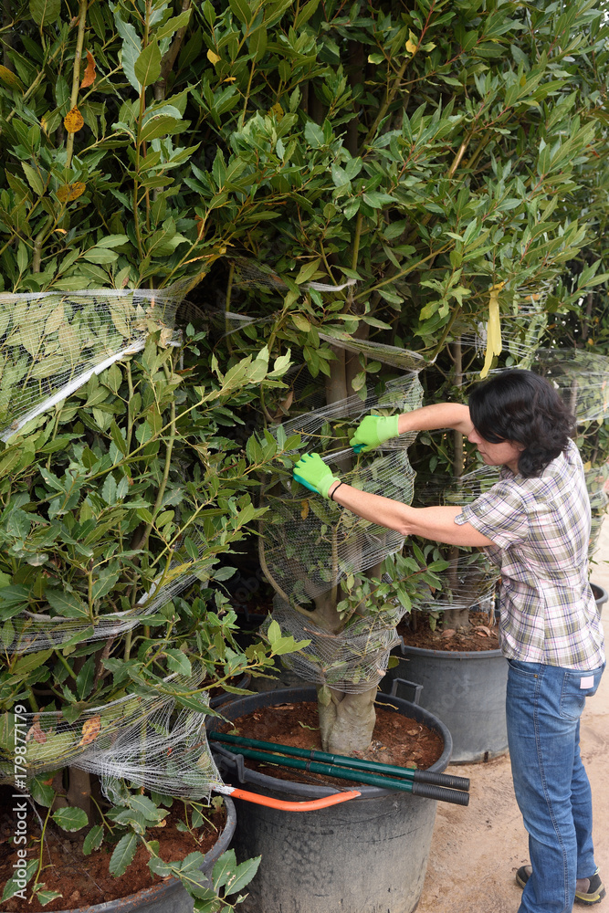 Naklejka premium woman working in the garden center,