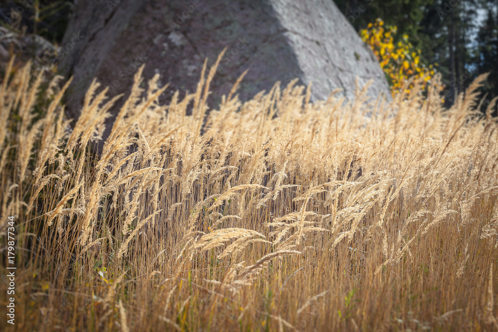Tilt shift effect of yellow autumnal grass in the Renon/Ritten forest, Alto Adige/South Tyrol, Italy Tilt shift effect of yellow autumnal grass in the Renon/Ritten forest, Alto Adige/South Tyrol, Italy