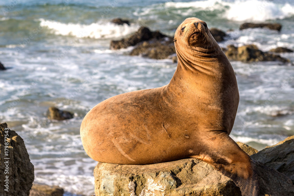 Obraz premium Mature California Sea Lion resting on rocks on Dana Point Beach