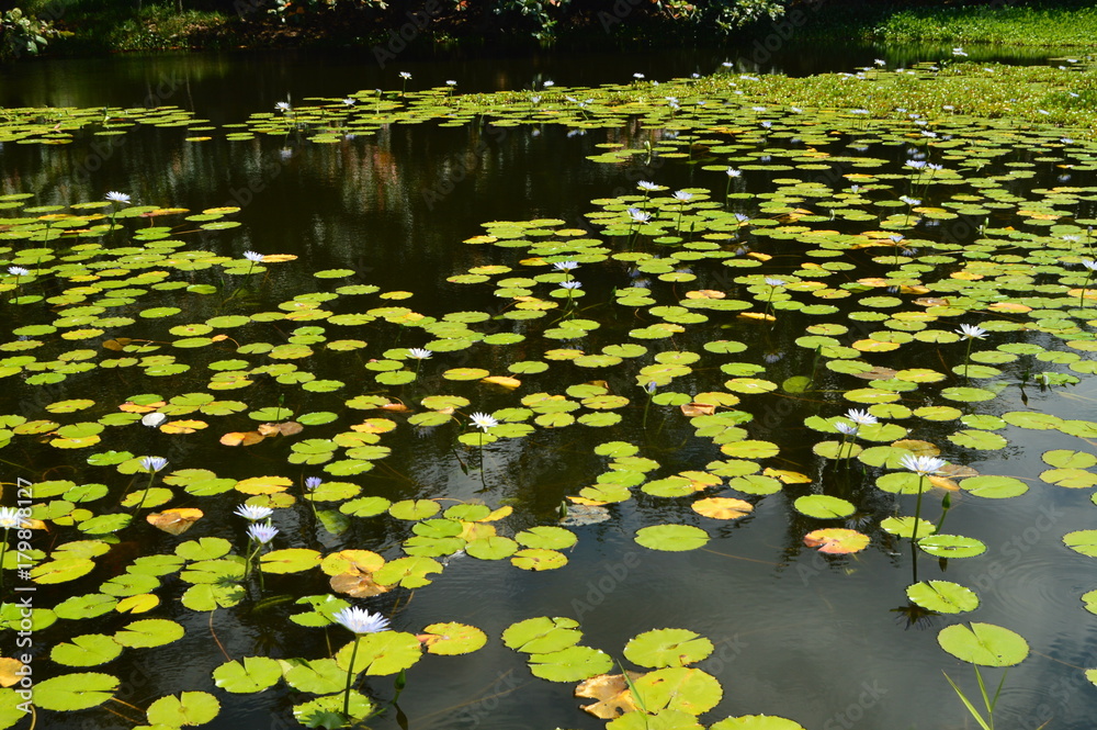 Lagoon Full Of Beautiful Floating Plants. Lagoon Full Of Beautiful Floating Plants.