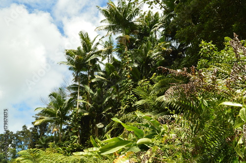 The Hawaii Jungle. photo