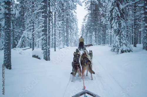 Dog Sledding with Husky in Finnish Lapland