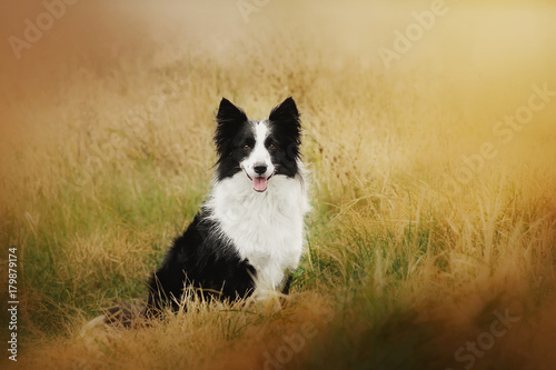 border collie dog walk  © Kate