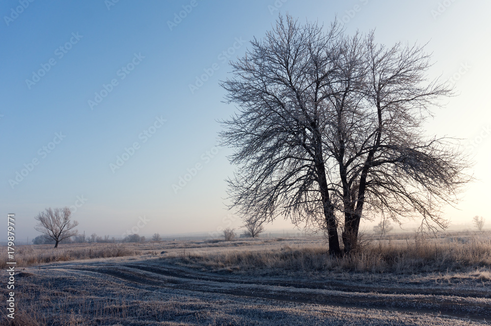 winter landscape of the first frost, frost on the trees, the branches in the morning sun winter landscape of the first frost, frost on the trees, the branches in the morning sun