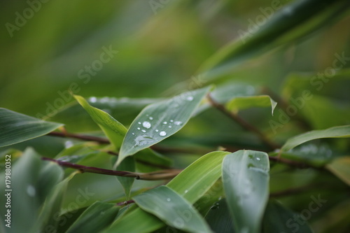 Regenwald