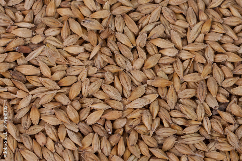 Barley beans. Grains of malt close-up. Barley on sacking background. Food and agriculture concept. Barley beans. Grains of malt close-up. Barley on sacking background. Food and agriculture concept.