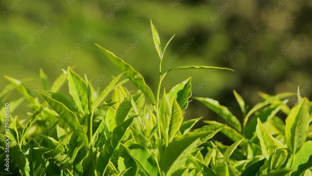 Green Tea Leaves Waving Green Tea Leaves Waving