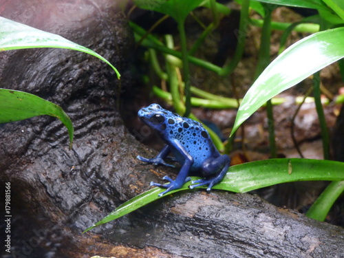 blauer Giftfrosch photo