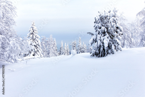 Winter forest against mountains